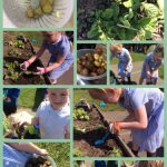 Gardening in Reception