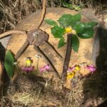 Y1 using Natural Materials to represent Insects and Flowers